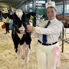 Isla shows home-bred calf at the All Breeds All Britain Calf Show 2024 Isla shows home-bred calf at the All Breeds All Britain Calf Show 2024